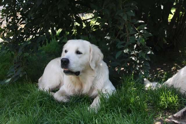 Golden Retriever Rüde